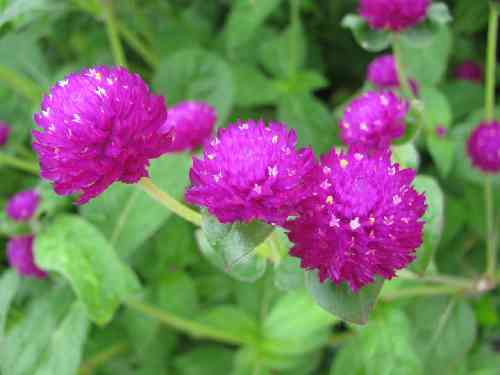 فرود مرادی  سینه سوخته